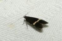 Aproaerema cinctella