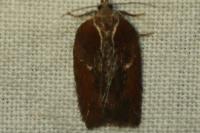 Acleris hastiana