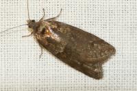 Tortricodes alternella