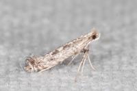 Parornix torquillella