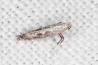 Parornix torquillella