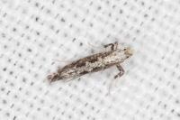 Parornix torquillella
