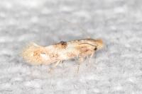Bucculatrix ulmella