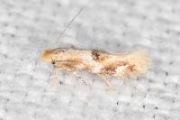 Bucculatrix ulmella