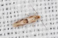 Bucculatrix ulmella