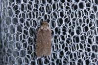 Agonopterix oinochroa