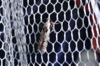 Carpatolechia decorella