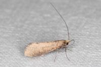 Nematopogon pilella