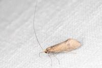 Nematopogon pilella