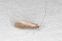 Nematopogon pilella