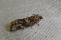 Argyrotaenia ljungiana