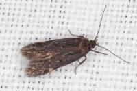 Aproaerema anthyllidella