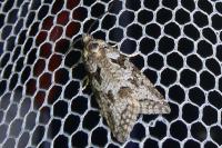 Cnephasia