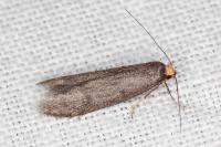 Agnoea langohri
