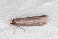 Agnoea langohri