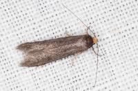 Agnoea langohri