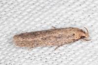 Platyedra subcinerea