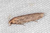 Platyedra subcinerea
