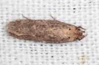Platyedra subcinerea