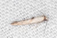 Epermenia aequidentella