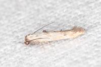 Epermenia aequidentella