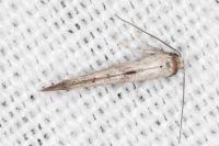 Epermenia aequidentella