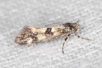 Denisia lutea