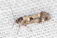 Denisia lutea