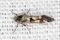 Denisia lutea