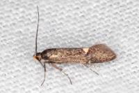 Esperia sulphurella