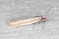 Pleurota ericella