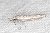 Pleurota ericella