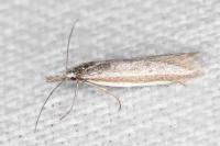 Pleurota ericella