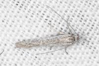 Pleurota ericella