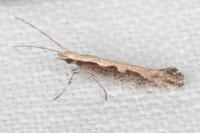 Plutella xylostella