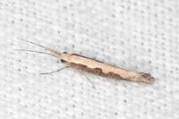 Plutella xylostella