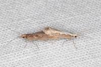 Plutella xylostella
