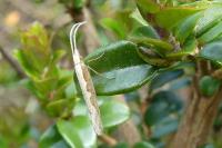 Plutella xylostella