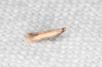 Coptotriche marginea