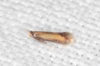 Coptotriche marginea