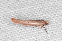 Zelleria hepariella