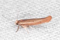 Zelleria hepariella