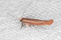 Zelleria hepariella
