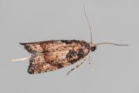 Acroclita subsequana