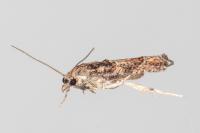 Acroclita subsequana