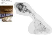 Isotrias stramentana