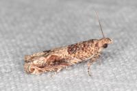 Crocidosema plebejana