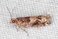 Crocidosema plebejana