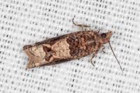 Crocidosema plebejana