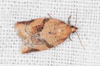 Clepsis consimilana